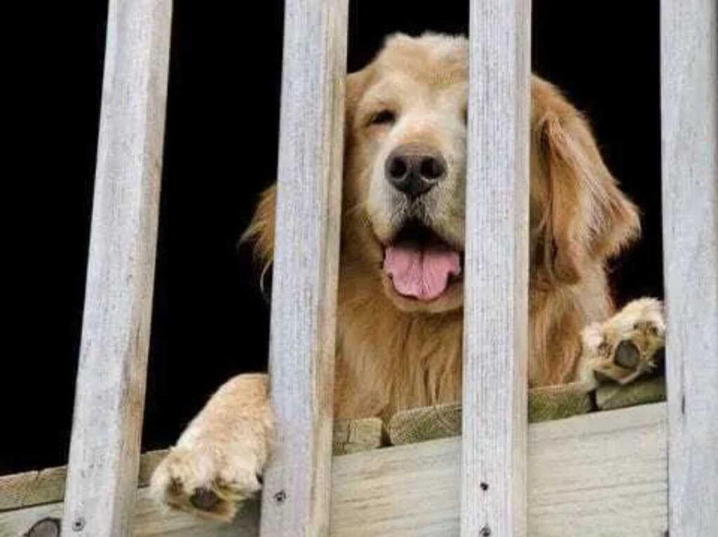 Railing Safety for Pets
