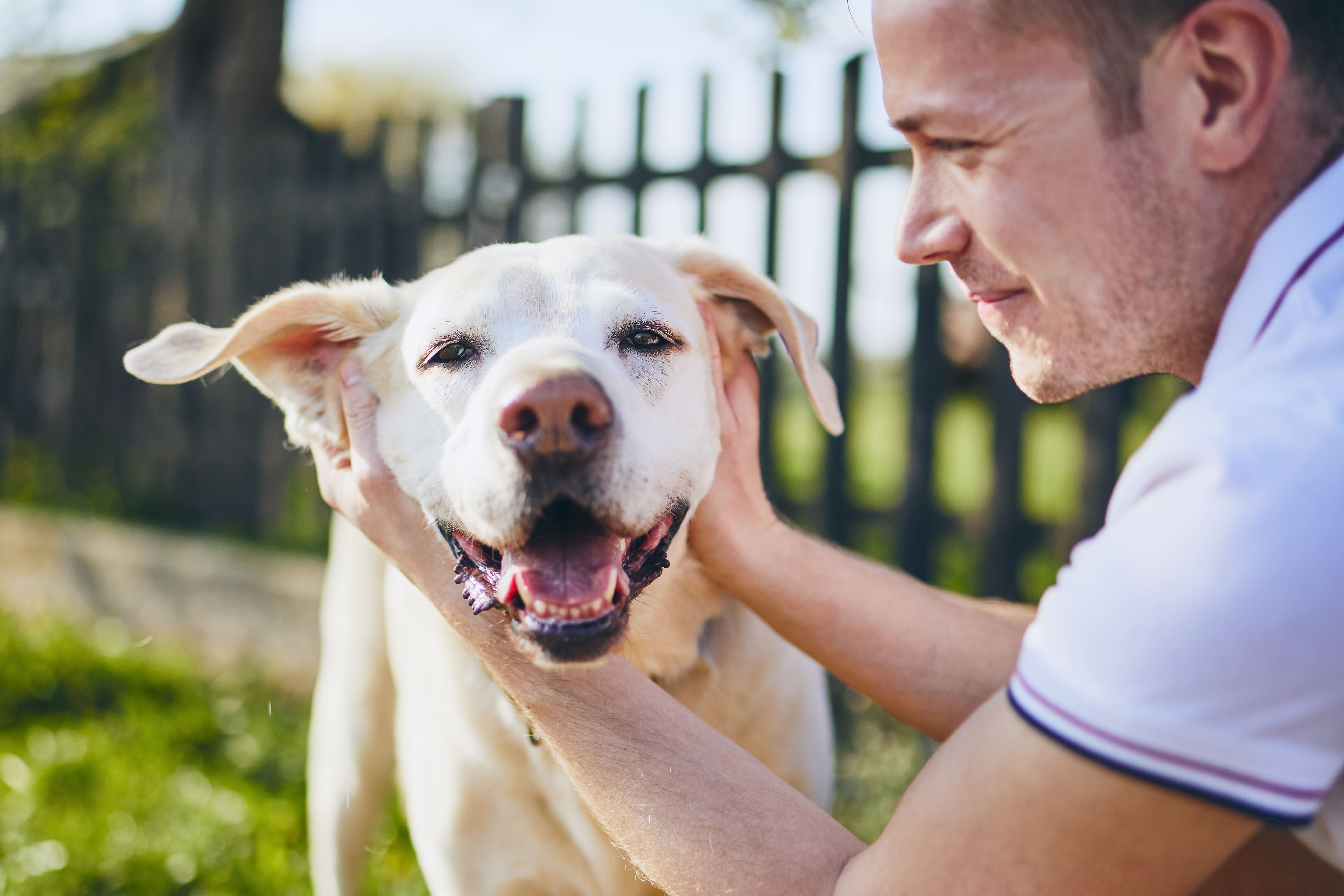 Dog owner scratching ears of happy dog, fence in background